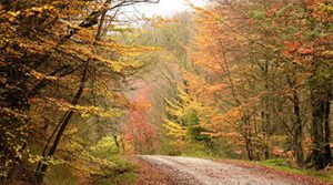 Gorgan Scenic Forest