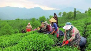 Harvesting Tea in North of Iran